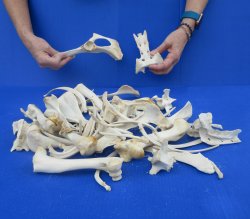 4lb Assorted Bones