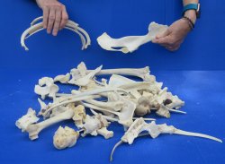 4lb Assorted Bones