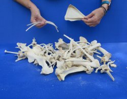4lb Assorted Bones
