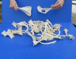 4lb Assorted Bones