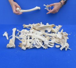 4lb Assorted Bones