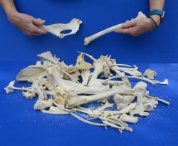 4lb Assorted Bones