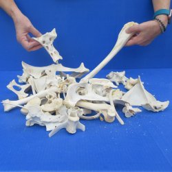 4lb Assorted Bones