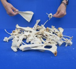 4lb Assorted Bones