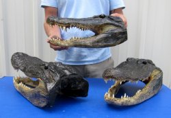 17 inches long Wholesale Alligator Heads from a 10 foot gator for $110.00 each 