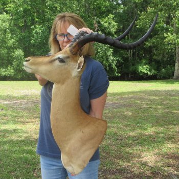 African Impala Shoulder Mount with 24 to 25 inch horns- Pick Up Only