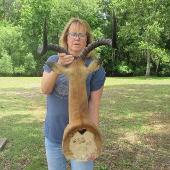 African Impala Shoulder Mount with 24 to 25 inch horns- Pick Up Only