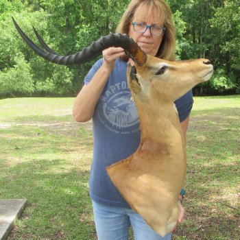 African Impala Shoulder Mount with 24 to 25 inch horns- Pick Up Only