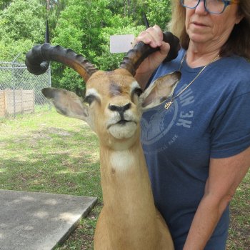 African Impala Shoulder Mount with 24 to 25 inch horns- Pick Up Only