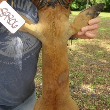 African Impala Shoulder Mount with 24 to 25 inch horns- Pick Up Only