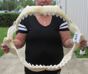 Wholesale Shark Jaws