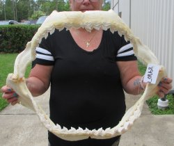 Genuine Tiger Shark...