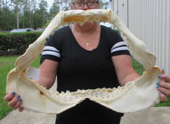 Genuine Tiger Shark Jaw 24 inches wide $800 (Adult Signature Required) <font color=red> (NO POST OFFICE (USPS) SHIPPING!!!)</font>
