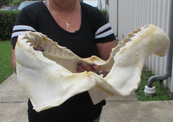 Genuine Tiger Shark Jaw 24 inches wide $800 (Adult Signature Required) <font color=red> (NO POST OFFICE (USPS) SHIPPING!!!)</font>