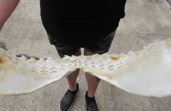 Genuine Tiger Shark Jaw 24 inches wide $800 (Adult Signature Required) <font color=red> (NO POST OFFICE (USPS) SHIPPING!!!)</font>