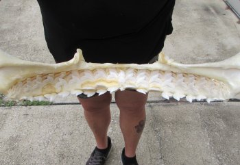 Genuine Tiger Shark Jaw 24 inches wide $800 (Adult Signature Required) <font color=red> (NO POST OFFICE (USPS) SHIPPING!!!)</font>