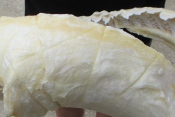 Tiger Shark Jaw 17 inch wide - $325 each (Signature Required)