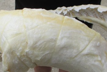 Genuine Tiger Shark Jaw 24 inches wide $800 (Adult Signature Required) <font color=red> (NO POST OFFICE (USPS) SHIPPING!!!)</font>