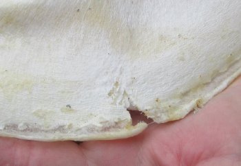 Tiger Shark Jaw 17 inch wide - $325 each (Signature Required)