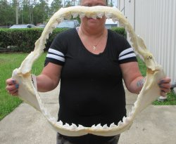 Genuine Tiger Shark...