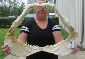 Genuine Tiger Shark Jaw 25-1/2 inches wide $1000 (Adult Signature Required) <font color=red> (NO POST OFFICE (USPS) SHIPPING!!!)</font>