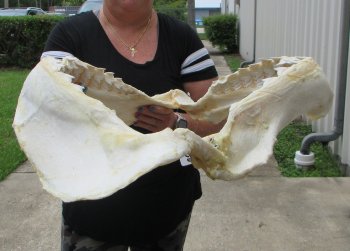 Genuine Tiger Shark Jaw 25-1/2 inches wide $1000 (Adult Signature Required) <font color=red> (NO POST OFFICE (USPS) SHIPPING!!!)</font>