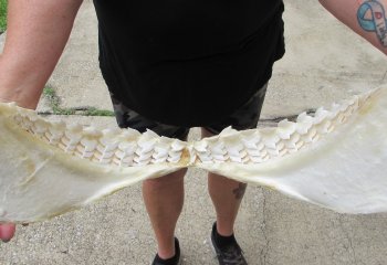Genuine Tiger Shark Jaw 25-1/2 inches wide $1000 (Adult Signature Required) <font color=red> (NO POST OFFICE (USPS) SHIPPING!!!)</font>
