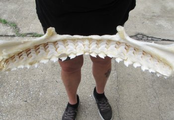 Genuine Tiger Shark Jaw 25-1/2 inches wide $1000 (Adult Signature Required) <font color=red> (NO POST OFFICE (USPS) SHIPPING!!!)</font>