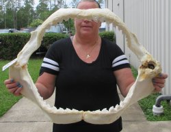 Huge Tiger Shark Jaw 26-1/2 inches wide $1400 (Adult Signature Required) <font color=red> (NO POST OFFICE (USPS) SHIPPING!!!)</font>