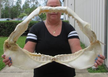 Huge Tiger Shark Jaw 26-1/2 inches wide $1400 (Adult Signature Required) <font color=red> (NO POST OFFICE (USPS) SHIPPING!!!)</font>