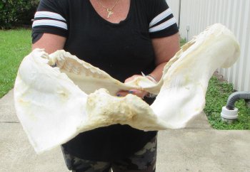 Huge Tiger Shark Jaw 26-1/2 inches wide $1400 (Adult Signature Required) <font color=red> (NO POST OFFICE (USPS) SHIPPING!!!)</font>