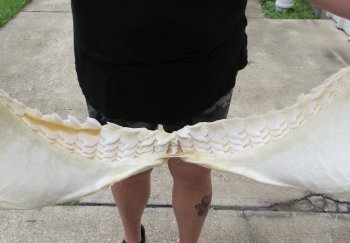 Huge Tiger Shark Jaw 26-1/2 inches wide $1400 (Adult Signature Required) <font color=red> (NO POST OFFICE (USPS) SHIPPING!!!)</font>