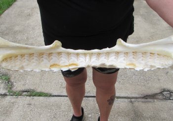 Huge Tiger Shark Jaw 26-1/2 inches wide $1400 (Adult Signature Required) <font color=red> (NO POST OFFICE (USPS) SHIPPING!!!)</font>