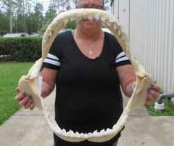 Genuine Tiger Shark...