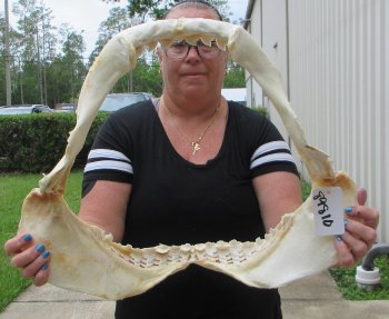 Genuine Tiger Shark Jaw 21-1/2 inches wide $650 (Adult Signature Required) <font color=red> (NO POST OFFICE (USPS) SHIPPING!!!)</font>