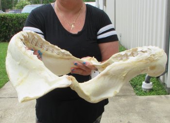 Genuine Tiger Shark Jaw 21-1/2 inches wide $650 (Adult Signature Required) <font color=red> (NO POST OFFICE (USPS) SHIPPING!!!)</font>