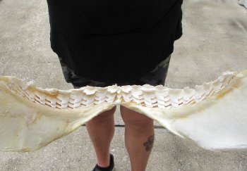 Genuine Tiger Shark Jaw 21-1/2 inches wide $650 (Adult Signature Required) <font color=red> (NO POST OFFICE (USPS) SHIPPING!!!)</font>