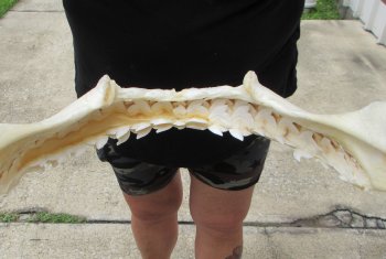 Genuine Tiger Shark Jaw 21-1/2 inches wide $650 (Adult Signature Required) <font color=red> (NO POST OFFICE (USPS) SHIPPING!!!)</font>