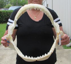 Real Tiger Shark Ja...