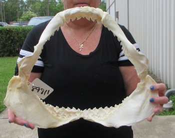 Real Tiger Shark Jaw 16-3/4 inches wide $275