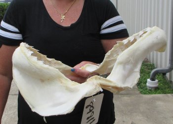 Real Tiger Shark Jaw 16-3/4 inches wide $275