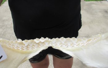 Real Tiger Shark Jaw 16-3/4 inches wide $275