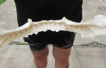 Real Tiger Shark Jaw 16-3/4 inches wide $275