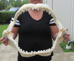 For Sale Tiger Shark Jaw 21 inches wide $650 (Adult Signature Required)<font color=red> (NO POST OFFICE (USPS) SHIPPING!!!)</font>