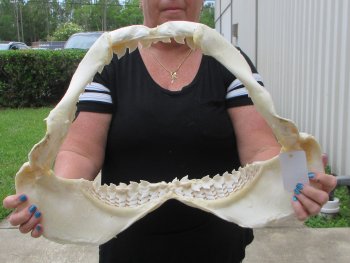 For Sale Tiger Shark Jaw 21 inches wide $650 (Adult Signature Required)  (NO POST OFFICE (USPS) SHIPPING!!) 