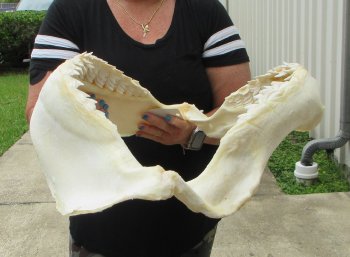 For Sale Tiger Shark Jaw 21 inches wide $650 (Adult Signature Required)  (NO POST OFFICE (USPS) SHIPPING!!) 
