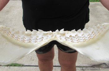 For Sale Tiger Shark Jaw 21 inches wide $650 (Adult Signature Required)  (NO POST OFFICE (USPS) SHIPPING!!) 