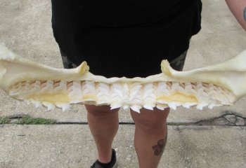 For Sale Tiger Shark Jaw 21 inches wide $650 (Adult Signature Required)  (NO POST OFFICE (USPS) SHIPPING!!) 