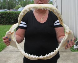 For Sale Tiger Shark Jaw 21-3/4 inches wide $650 (Adult Signature Required)<font color=red> (NO POST OFFICE (USPS) SHIPPING!!!)</font>