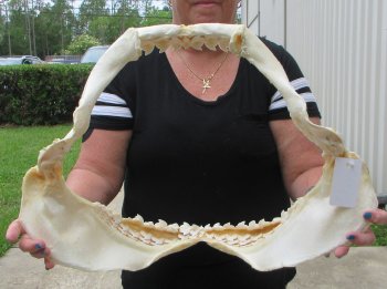 For Sale Tiger Shark Jaw 21-3/4 inches wide $650 (Adult Signature Required)<font color=red> (NO POST OFFICE (USPS) SHIPPING!!!)</font>